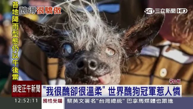 醜的很驕傲！世界最醜狗冠軍是牠