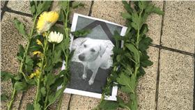 高雄市關懷流浪動物協會、動保團體抗議虐狗案，包圍國防部。小白、流浪狗、國防部（圖／記者盧冠妃）