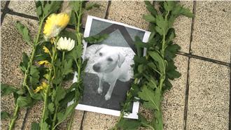 陸戰隊虐狗兩軍人　人評會決議汰除