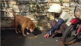 領養,流浪動物,餵食(流浪貓兒狗兒的阿嬤臉書)