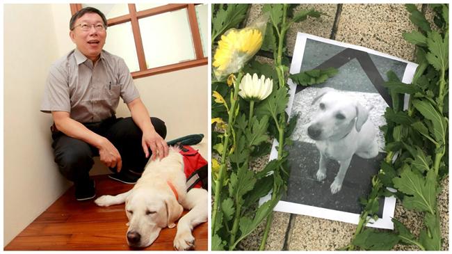 國軍虐死小白　柯P想起家中養的狼狗