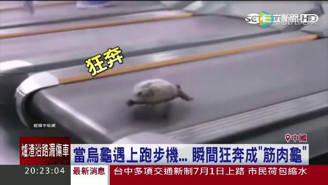 強迫烏龜成飛毛腿　竟放跑步機虐待