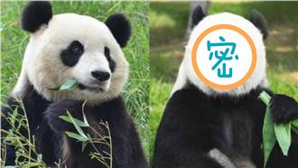 任誰看都想笑！熊貓「卸妝」後超崩潰