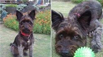 澎湖犬隻集體人間蒸發　疑人為誘捕