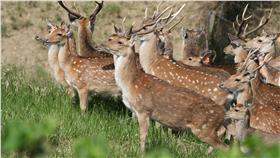 梅花鹿 墾管處提供