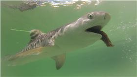 虎鯊,https://www.facebook.com/yuanshing.ho