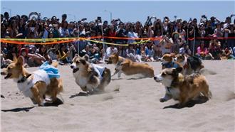 柯基犬大會登場！800柯基共襄盛舉