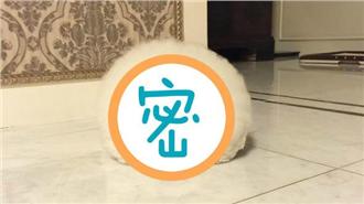 長眼睛的棉花糖！真實小白超可愛