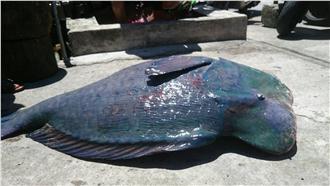 打撈隆頭鸚哥魚　蘭嶼鄉民遭列被告