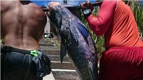 隆頭鸚哥魚,蘭嶼（圖／中央社）