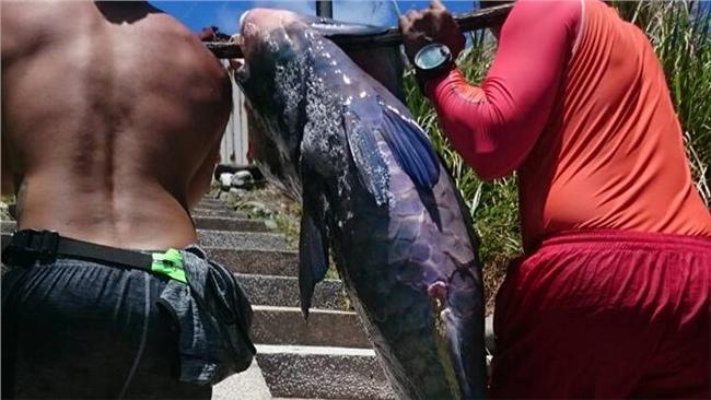 漂上岸保育魚無外傷　檢排除違法獵捕