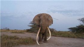 大象,治療/每日郵報