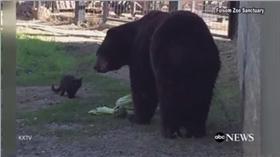 黑熊,貓,ABC,臉書,https://www.facebook.com/FolsomCityZooSanctuary/
