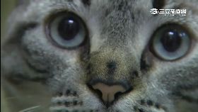 f搶救圖書貓1700