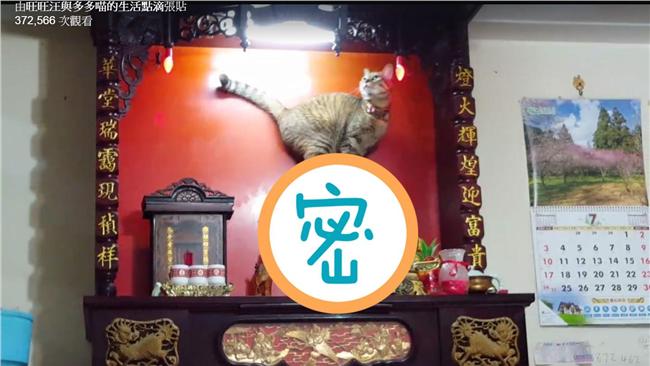 大膽狂貓！竟然連「祂」的頭也敢爬