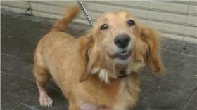 長毛臘腸狗,皮皮,圖／爆料公社臉書