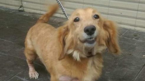 可惡！愛犬驚傳家門前遭虐殺　網友怒