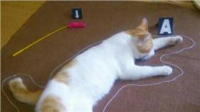 貓-推特-http://heaaart.com/post/166471