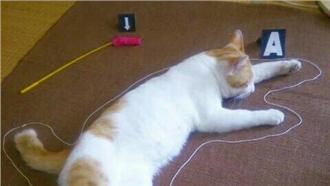 喵星人「案發現場」　網友都驚呆了！