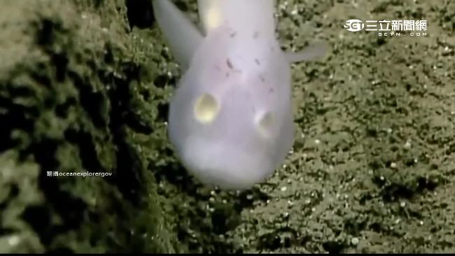 影／首度被拍到！深海半透明鬼魚現蹤