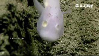 影／首度被拍到！深海半透明鬼魚現蹤
