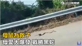 老鼠-新聞台-https://www.youtube.com/watch?v=7Gp7ErtTk7E