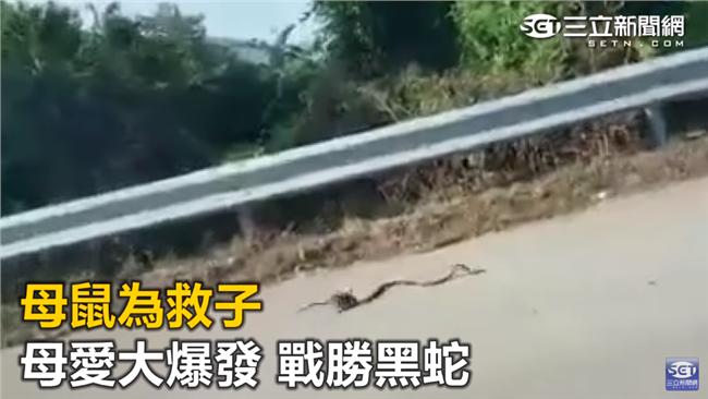 母愛大爆發！鼠媽為救子與蛇搏命打架