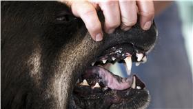 狗牙齒
圖／美聯社