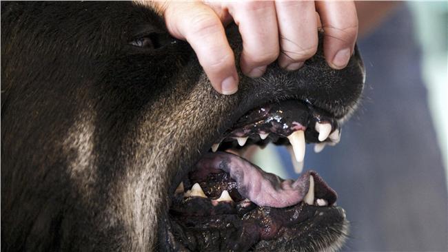 不滿國軍被撻伐　他諷狗咬人不是新聞