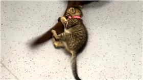 貓,狗,逗貓棒 圖／翻攝自YouTube
https://www.youtube.com/watch?v=SSnelmtdzGQ