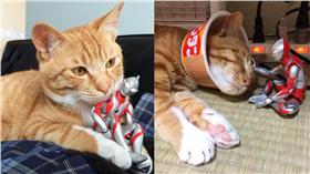 貓,鹹蛋超人 圖／翻攝自shlml推特https://twitter.com/shlml/media、komagram2015 instagram

