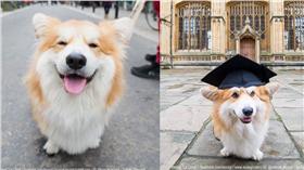 柯基犬Marcel／翻攝自marcel.lecorgi ig、臉書