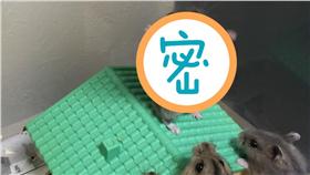 倉鼠,寵物,老鼠,宗教,信仰,膜拜,崇拜
https://twitter.com/suu0319/status/749244374890917888