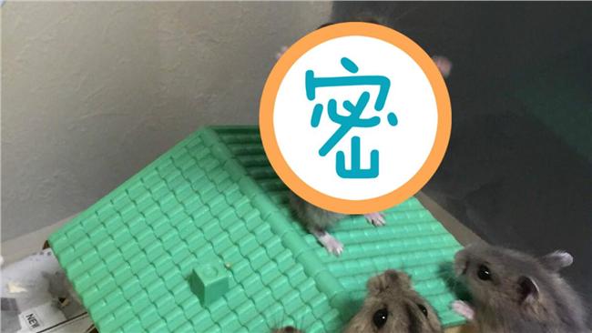 圖／鼠神降臨！倉鼠高舉雙手接受膜拜