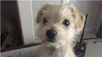 小白效應！未來虐狗最重開罰200萬