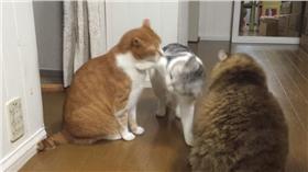 灰貓路過被咬 毛小孩 貓/翻攝自Kouga Sekido youtube