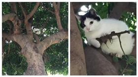 ▲霸氣貓星人手持機關槍。（圖／翻攝自reddit：rangda）
https://www.reddit.com/r/pics/comments/4rhziw/this_cat_looks_like_its_holding_a_little_catsized/