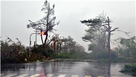 尼伯特,台東_中央社