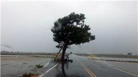 颱風尼伯特破表 金城武樹挺住(中央社)