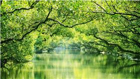 台南綠色隧道。（圖／易遊網提供）