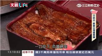 台產4P高品質鰻魚　日人超愛搶收購