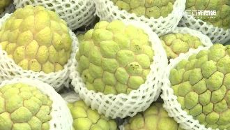 尼伯特重創台東　今年恐無釋迦可吃