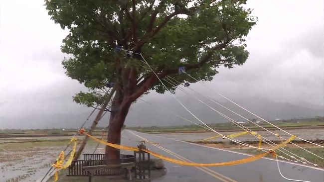 3條鋼索牢牢護身　金城武樹成功抵颱