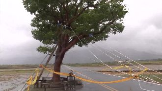 3條鋼索牢牢護身　金城武樹成功抵颱