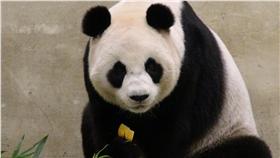 貓熊圓圓（圖／中央社）