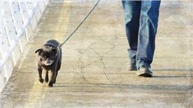 遛狗（圖／攝影者Nick Kenrick， Flickr CC License）
https://www.flickr.com/photos/zedzap/11536247573/in/photolist-izqhue-7AvR8N-qDv2ZE-HFnQ54-5VUMt4-kBxhP2-dXrYUh-8EfDG7-8RXo7Q-98jf2a-74iSqD-nmCLut-6e3XYj-a7QTrW-rw9ch7-qSDHRZ-9gsnCb-dM1988-r3vKnj-qsih8o-roVFns-7A1rgu-oeuzAx-rVaN5Z-pRhTgP-rhcpwk-nSxYnQ-i9c81c-ocJj8r-pZryos-jmfw39-8C3odN-otWeMD-psKzhn-qt6inf-cTn5Fq-s6vk5K-5B7HhL-9coCop-nX2ajP-qXWYDk-dRbYAJ-dCiEju-nPtQ5Q-4sPuXr-89sJM3-kegAWB-JcwfNm-48oWr6-6jVYEf