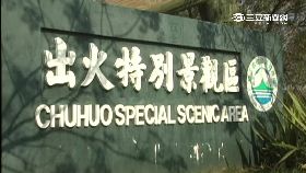 W出火燒樹葉1200