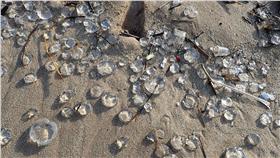 水晶、果凍水母（圖／翻攝自席平臉書）