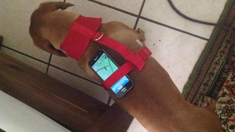 玩家偷吃步！精靈寶可夢孵蛋這麼做