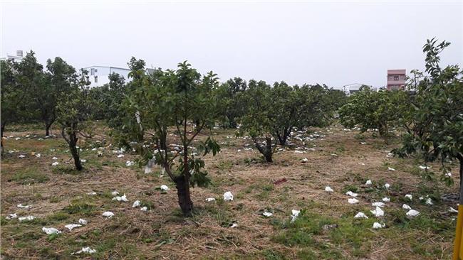 團購救酪梨！網友號召用愛心讓它下架